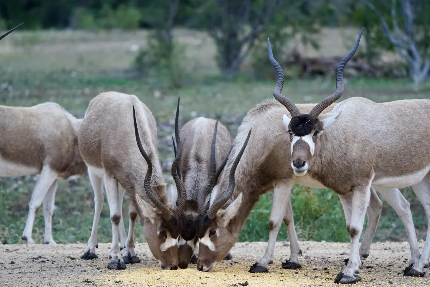 Addax herd