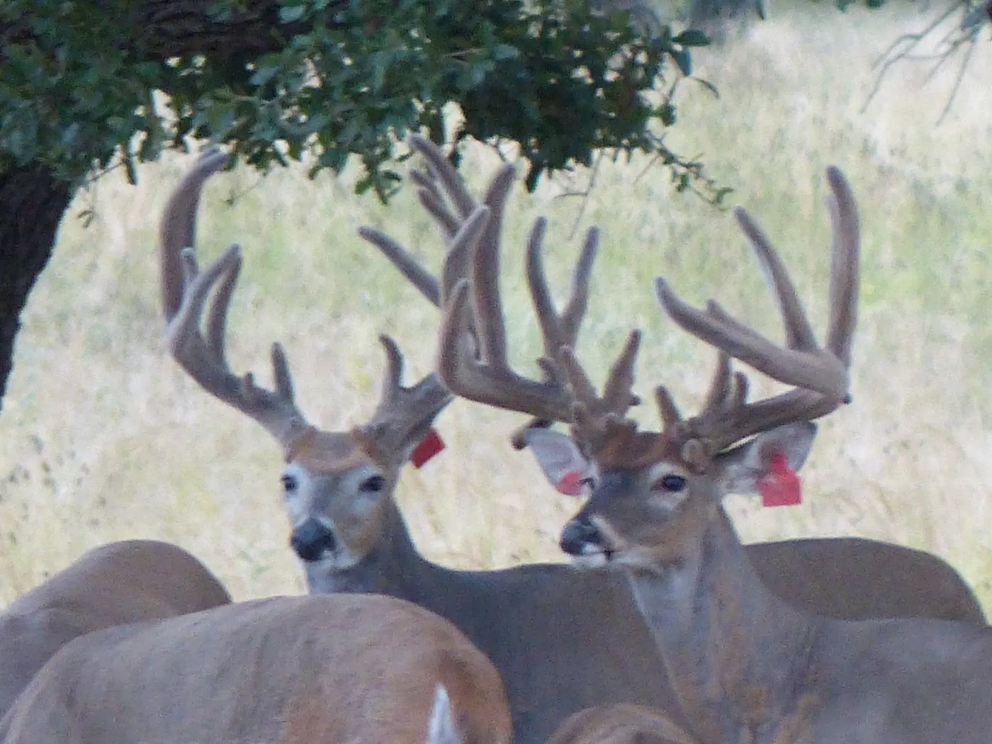 Whitetail bucks at a feeder