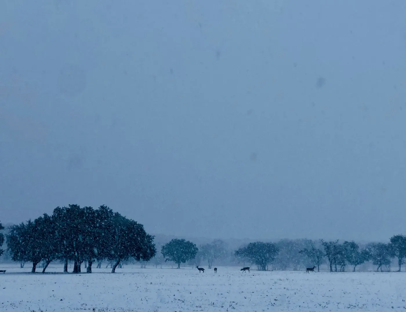 Snow over the Hill Country