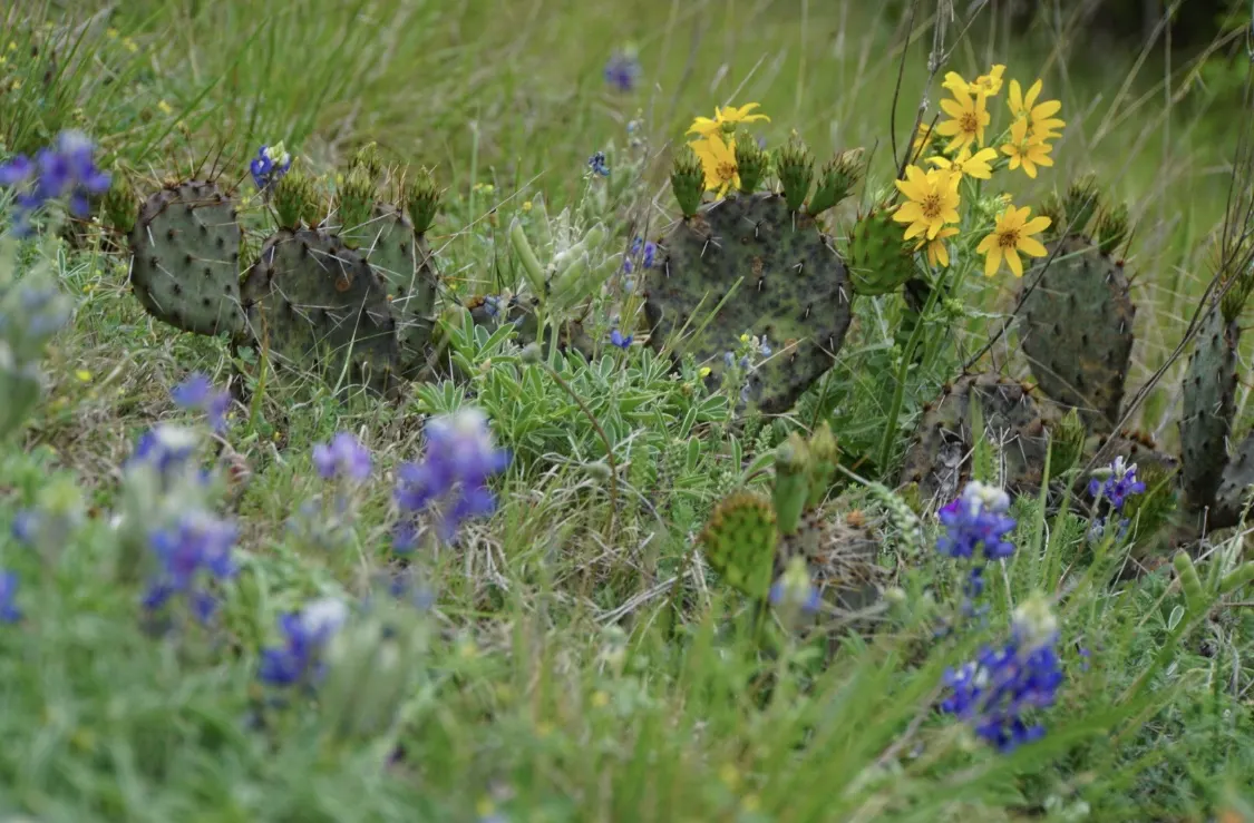 Hill Country wildflowers